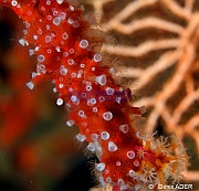 Nausithoe punctata Mycale lampra-Wakatobi Sawa Fan garden-15m-20180528nuit-Denis-ADER-DSC_1557_tn